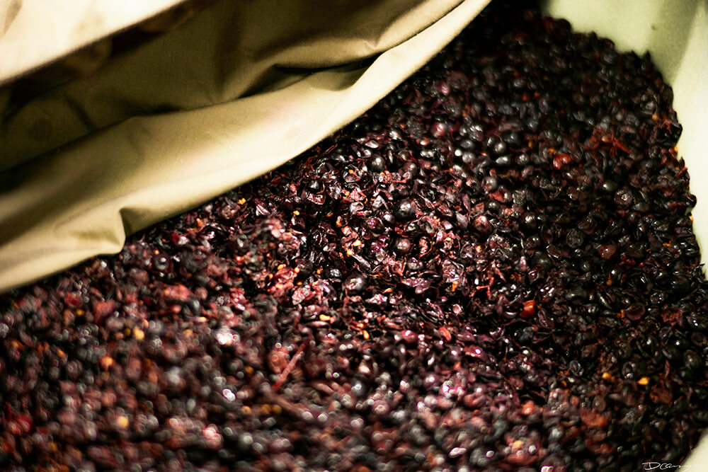 Photos with Communique Wines in McMinville, Oregon, in the Fall of 2020.